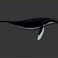 Realistic 3D Model of Blue Whale with White Fins on Dark Reflective Background