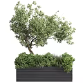 Lush Green Bonsai Potted Plant with Leafy Branches in Black Square Pot