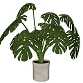 Monstera Potted Plant with Large Green Leaves in Light Colored Ceramic Pot