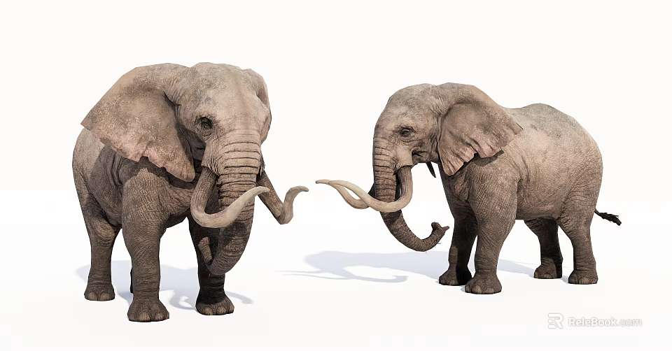 Two Gray Elephants Standing Together With Curved Tusks And Large Ears 3d model 