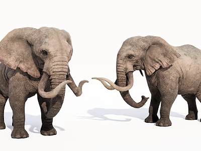 Two Gray Elephants Standing Together With Curved Tusks And Large Ears 3d model