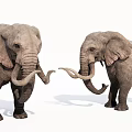 Two Gray Elephants Standing Together With Curved Tusks And Large Ears