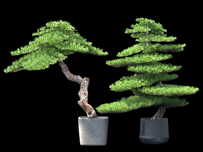 Decorative Bonsai Trees With Lush Green Foliage In Gray Ceramic Pots Against Black Background 3d model