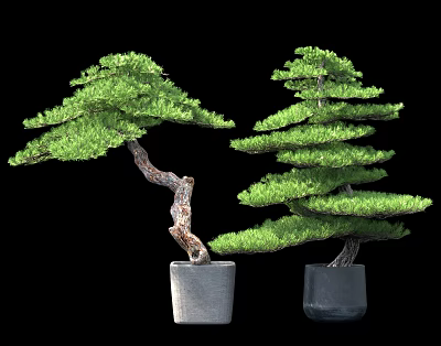 Decorative Bonsai Trees With Lush Green Foliage In Gray Ceramic Pots Against Black Background 3d model