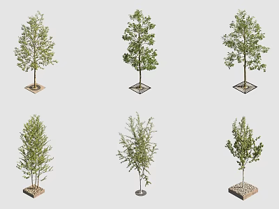 Different Arbor Trees with Single Double Trunks Lush Foliage and Square Round Bases 3d model