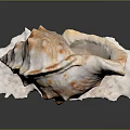 Marine Snail Seashell Featuring Orange Spotted Shell On White Base Against Gray Background 3d model