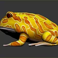 Yellow and Orange Frog with Red Eyes on Dark Background with Reflective Surface 3d model