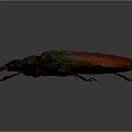 Large Beetle With Reddish Brown Elytra Metallic Sheen And Prominent Mandibles On Dark Background