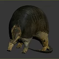 Armadillo With Detailed Shell Texture Standing On Gray Background Showcasing Natural Form 3d model