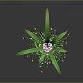 Green Orchid Plant With Pink Flowers In White Pot And Trailing Leaves On Dark Background