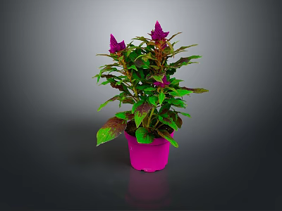 Indoor Houseplant with Purple Flowers Green and Purple Leaves in Pink Pot on Dark Background 3d model