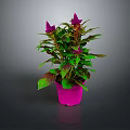 Indoor Houseplant with Purple Flowers Green and Purple Leaves in Pink Pot on Dark Background