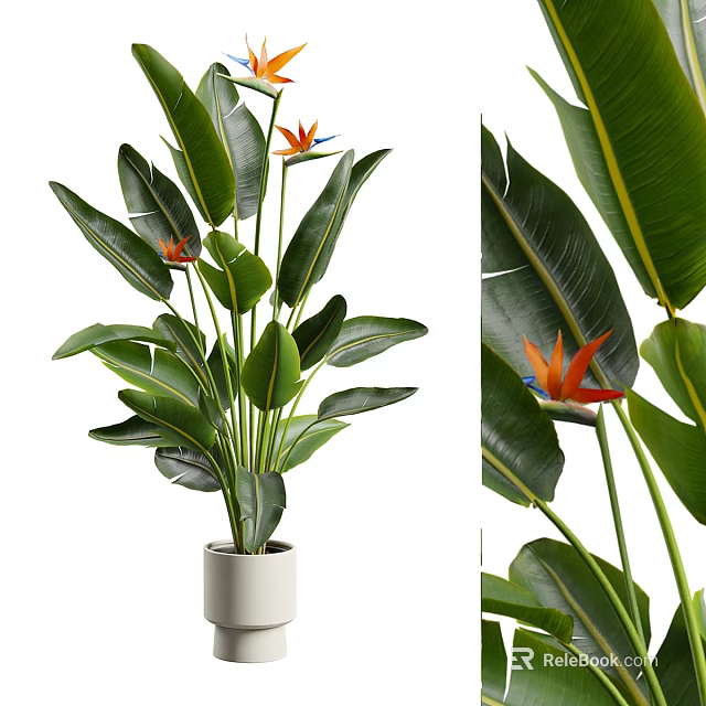 Elegant Potted Plant With Large Green Leaves And Orange Flowers In White Pot 3d model 