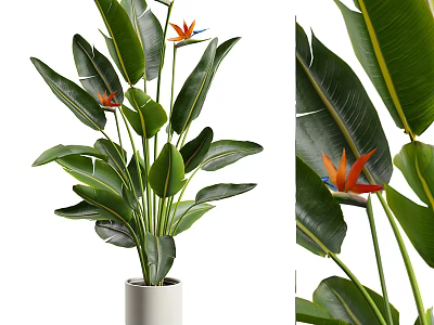 Elegant Potted Plant With Large Green Leaves And Orange Flowers In White Pot 3d model
