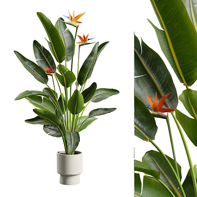 Elegant Potted Plant With Large Green Leaves And Orange Flowers In White Pot 3d model