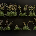 Green Herbaceous Plants With Yellow Small Flowers Arranged On Black Background