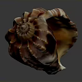Colorful Conch Shell With Spiral Pattern And Detailed Striped Texture On Dark Background