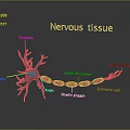 Chapter 7 Nerve tissue Nerve arch 3d model