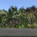Tropical Garden Scene With Lush Palm Trees And Purple Leaf Plants Under Clear Blue Sky