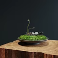 Lush Green Moss Display on Wooden Base with Stones and Curled Stems