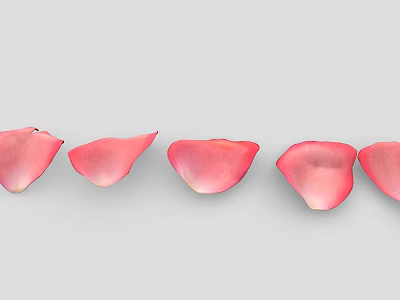 Five Pink Rose Petals Arranged in a Row on Light Gray Background 3d model
