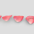 Five Pink Rose Petals Arranged in a Row on Light Gray Background 3d model