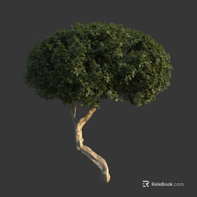 Lush Green Leafy Shrub With Curved Trunk For Garden Landscaping Design 3d model 