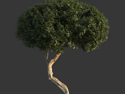 Lush Green Leafy Shrub With Curved Trunk For Garden Landscaping Design 3d model