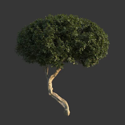 Modern Shrub European Euonymus 3d model