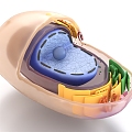 lysosomal organelle protein nucleic acid molecule tissue structure microbiological medicine 3d model