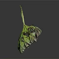Wilted Plant Leaf with Green and Purple Hues Visible Veins on Dark Background