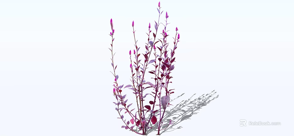 Elegant Purple Stemmed Plants With Pink Flowers Purple Leaves And Shadows 3d model 