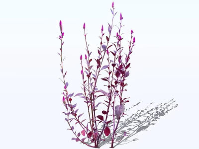 Elegant Purple Stemmed Plants With Pink Flowers Purple Leaves And Shadows 3d model