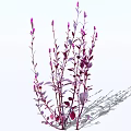 Elegant Purple Stemmed Plants With Pink Flowers Purple Leaves And Shadows