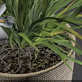 Bonsai Potted Plant With Small White Flowers Green Grass And Light Textured Pot