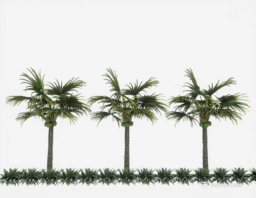 Three Tall Palm Trees With Lush Green Fronds And Low Green Shrubs 3d model 