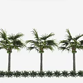 Palm Plant Tropical Plant Coconut Tree Palm Tree Scatter Sunflower 3d model