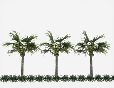 Palm Plant Tropical Plant Coconut Tree Palm Tree Scatter Sunflower 3d model