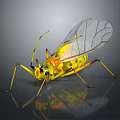 Yellow Green Spotted Insect with Transparent Wings and Long Thin Legs on Dark Background Reflection