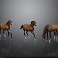 Three Brown Horses Standing On Black Smooth Floor With Gray Background And Different Poses