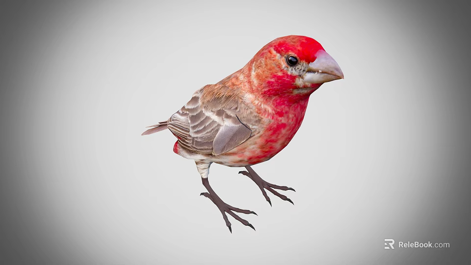 Red Headed Bird With Gray Feathers Standing Isolated On Plain Gray Background 3d model 