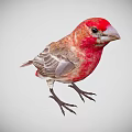 Red Headed Bird With Gray Feathers Standing Isolated On Plain Gray Background