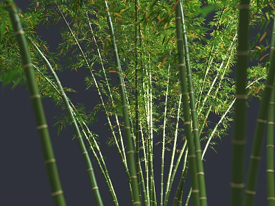 Tall Bamboo Poles With Green Stems And Lush Leaves In Natural Setting 3d model