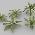 Birds And Nest Fern Perennial Ornamental Plant With Lush Green Leaves