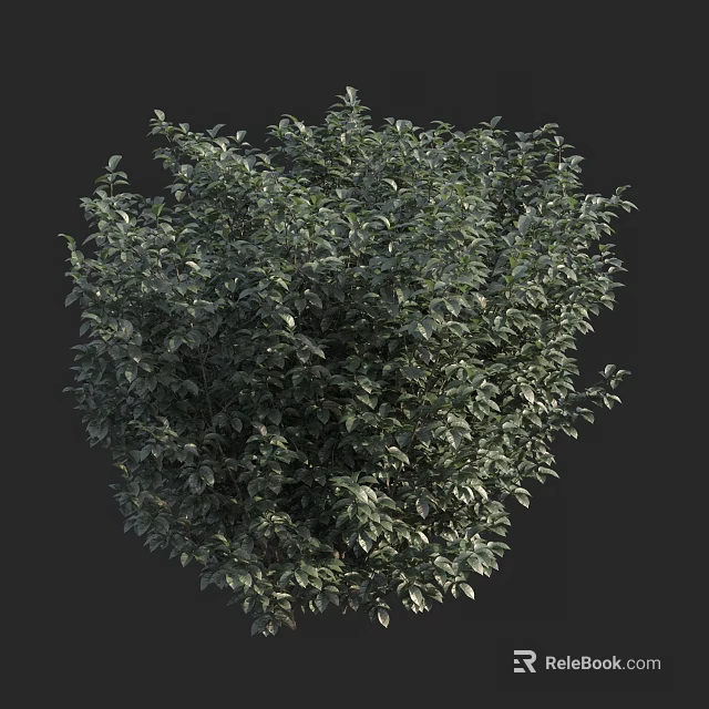 Evergreen Arbor 3D Model With Dense Green Foliage And Round Canopy 3d model