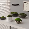 Decorative Moss Arranged in Various Bowls and Pots on White Shelf