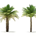 Tall Green Palm Trees With Lush Fronds And Brown Trunks On White Background