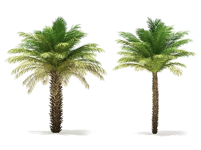 Tall Green Palm Trees With Lush Fronds And Brown Trunks On White Background 3d model