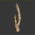 3D Rendered Human Hand Bones With Detailed Metacarpals And Phalanges Structure On Dark Gradient Background