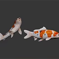 Two Colorful Koi Fish Swimming In White Background With Orange And White Patterns